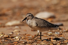 David Plant Photography - Wildlife Photographer - Knot - I